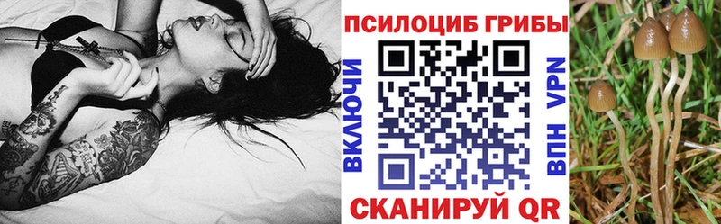 Купить  Каргополь  Галлюциногенные грибы Cubensis 